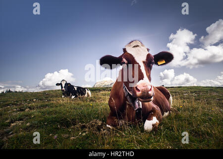 Schöne Kuh Blick in die Kamera und Entspannung auf Rasen, blauen Himmel im Hintergrund Stockfoto