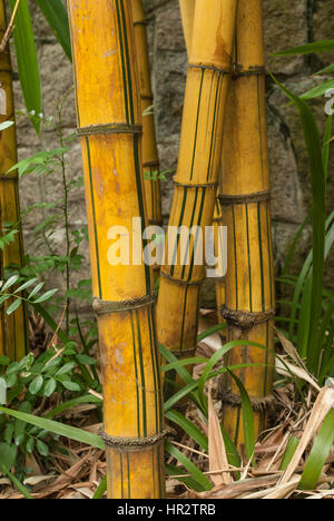 bambus festbinden Gelber Laufbambus - Phyllostachys aureosulcata aureocaulis