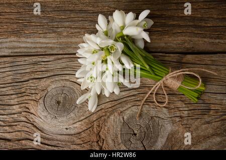 Schneeglöckchen Stockfoto