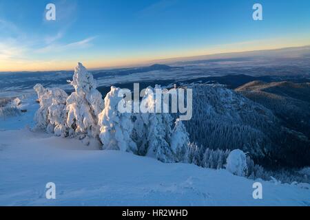 Winterlandschaft mit Tanne Bäume Wald bedeckt von starkem Schneefall im Postavaru Gebirge, Resort in Poiana Brasov, Rumänien Stockfoto