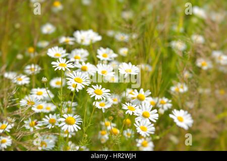Wilde Kamillenblüten auf einem Feld Stockfoto