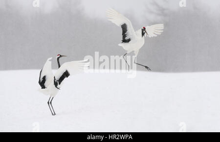 Rot gekrönte Kräne aka japanische Kraniche in einem Tanz auf einem schneebedeckten Feld an einem Wintertag im südöstlichen Teil von Hokkaido, Japan. Stockfoto