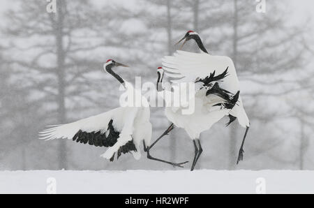 Rot gekrönte Kräne aka japanische Kraniche in einem Tanz auf einem schneebedeckten Feld an einem Wintertag im südöstlichen Teil von Hokkaido, Japan. Stockfoto