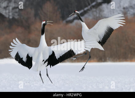 Rot gekrönte Kräne aka japanische Kraniche in einem Tanz auf einem schneebedeckten Feld an einem Wintertag im südöstlichen Teil von Hokkaido, Japan. Stockfoto