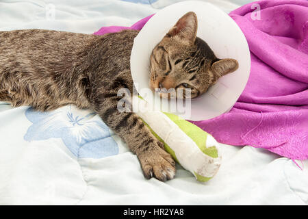 Katze trägt ein Elisabeth Kragen und Katze Bein Schiene schlafen auf Stoff. Stockfoto