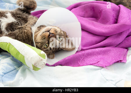 Katze trägt ein Elisabeth Kragen und Katze Bein Schiene schlafen auf Stoff. Stockfoto