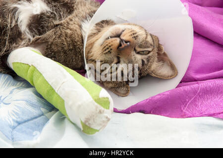 Katze trägt ein Elisabeth Kragen und Katze Bein Schiene schlafen auf Stoff. Stockfoto