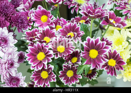 Frische große rosa Kastanienbraun Chrysantheme Closeup Hintergrund Stockfoto