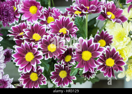 Frische große rosa Kastanienbraun Chrysantheme Closeup Hintergrund Stockfoto