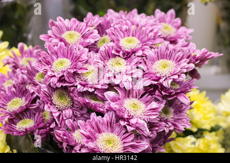 Frische große rosa Kastanienbraun Chrysantheme Closeup Hintergrund Stockfoto