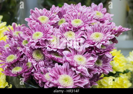 Frische große rosa Kastanienbraun Chrysantheme Closeup Hintergrund Stockfoto