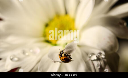 Gänseblümchen Stockfoto