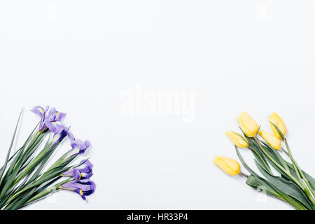 Lila Schwertlilien und gelbe Tulpen auf weißem Hintergrund, Ansicht von oben Stockfoto