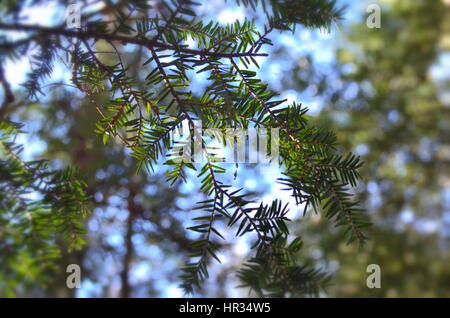 Nahaufnahme von Hemlock Zweige Stockfoto