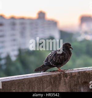 Kranke Taube sitzt auf der konkreten Balcone auf dem Hintergrund unscharf Stadt mit Gebäuden und grünen Wald Stockfoto