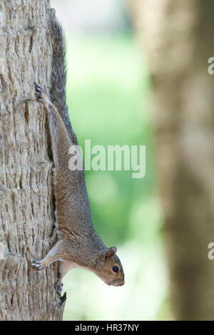 Östliche graue Eichhörnchen auf Palme Stockfoto