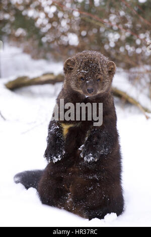 Fisher-Porträt im tief verschneiten Wintertag Stockfoto