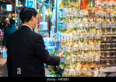 Lokaler Mann untersucht die tropischen Fische am Tung Choi's Hong Kong Straße Goldfischmarkt, Mong Kok, Hong Kong Stockfoto
