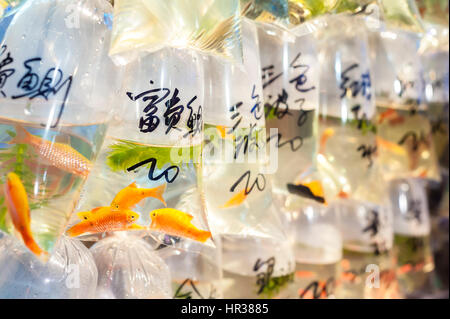 Tropische Fische zum Verkauf an Tung Choi's Hong Kong Straße Goldfischmarkt, Mong Kok, Hong Kong Stockfoto