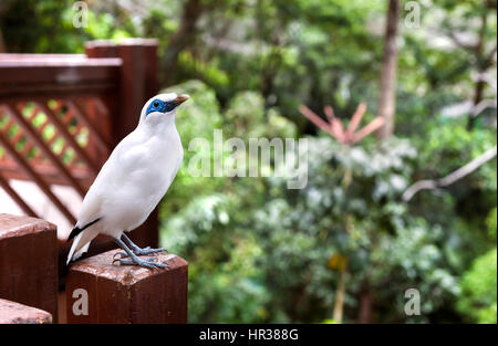 Bali mynah Bird an der Edward youde Voliere, Hong Kong Park Stockfoto