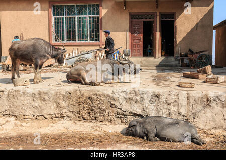 YuanYang, China - 20. Februar 2017: Hani Landwirt beschäftigt mit seiner täglichen Aktivitäten mit Wasserbüffel und ein Schwein im Vordergrund. Hani sind eine der 56 mi Stockfoto