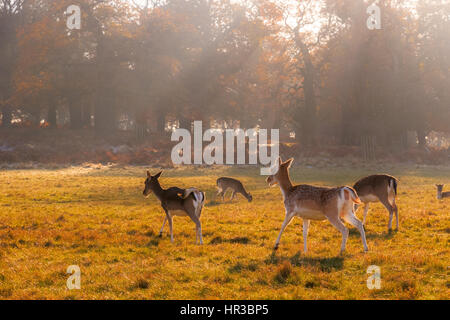 Damhirsch im Richmond Park, London Stockfoto