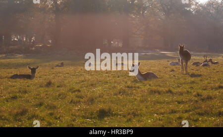 Damhirsch im Richmond Park, London Stockfoto