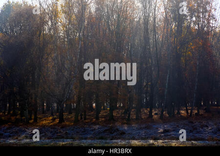 Sonnenstrahlen strömen durch Wald im Richmond Park, London Stockfoto