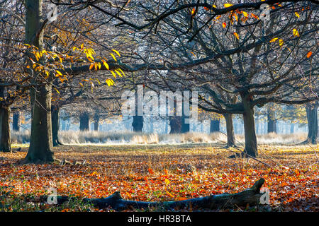 Wald im Richmond Park, London Stockfoto