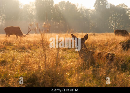 Rothirsch in Richmond Park, London Stockfoto