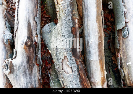 Frostigen Wald im Richmond Park, London Stockfoto