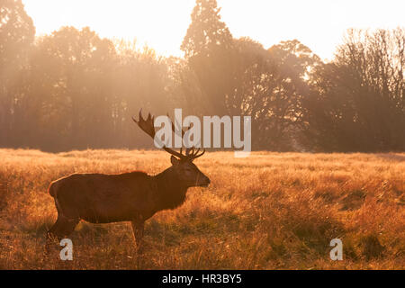 Rothirsch in Richmond Park, London Stockfoto