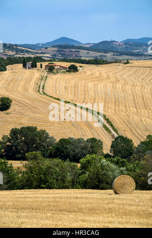 Am malerischen toskanischen Landschaft mit sanften Hügeln und Tälern im goldenen Morgenlicht, Val dOrcia, Italien. Stockfoto