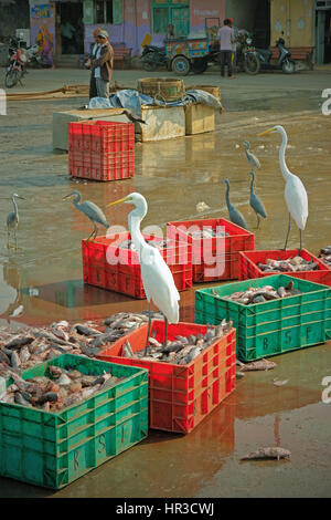 Reiher und Silberreiher Aufräumvorgang für Lebensmittel nach die örtlichen Fischereiflotte am Kai auf Diu Insel im Bundesstaat Gujarat, Indien seinen Fang gelandet ist Stockfoto