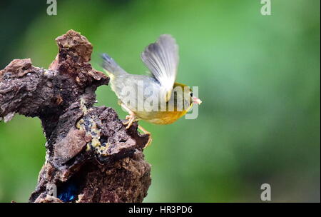 Fuzhou, Fujian Provinz. 27. Februar 2017. Ein Leiothrix bereitet sich in Fuzhou City, Hauptstadt von Südosten Chinas Provinz Fujian, 27. Februar 2017 fliegen. Bildnachweis: Mei Yongcun/Xinhua/Alamy Live-Nachrichten Stockfoto