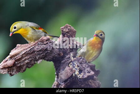 Fuzhou, Fujian Provinz. 27. Februar 2017. Leiothrixes Barsch auf einem Ast in Fuzhou City, Hauptstadt von Südosten Chinas Provinz Fujian, 27. Februar 2017. Bildnachweis: Mei Yongcun/Xinhua/Alamy Live-Nachrichten Stockfoto