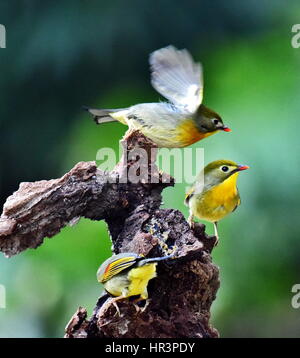 Fuzhou, Fujian Provinz. 27. Februar 2017. Leiothrixes Barsch auf einem Ast in Fuzhou City, Hauptstadt von Südosten Chinas Provinz Fujian, 27. Februar 2017. Bildnachweis: Mei Yongcun/Xinhua/Alamy Live-Nachrichten Stockfoto