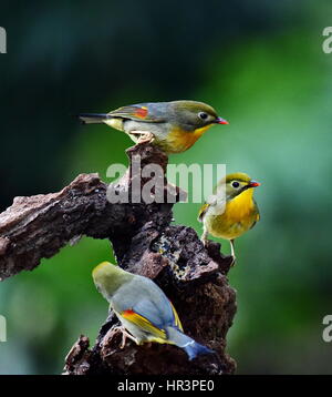 Fuzhou, Fujian Provinz. 27. Februar 2017. Leiothrixes Barsch auf einem Ast in Fuzhou City, Hauptstadt von Südosten Chinas Provinz Fujian, 27. Februar 2017. Bildnachweis: Mei Yongcun/Xinhua/Alamy Live-Nachrichten Stockfoto