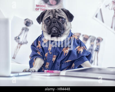 Mops bei der Arbeit Stockfoto