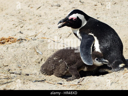 Eine afrikanische Pinguin mit ihrem jungen Küken am Boulders Beach, Western Cape, Südafrika. Stockfoto