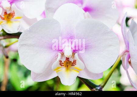 Weiße Orchidee im Garten in Thailand. Stockfoto