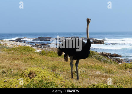 Afrikanische Strauße (Struthio Camelus) auf Nahrungssuche am Strand in der Nähe von Kap der guten Hoffnung, Western Cape, Südafrika Stockfoto