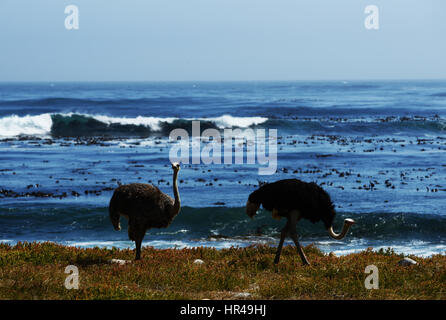 Afrikanische Strauße (Struthio Camelus) auf Nahrungssuche am Strand in der Nähe von Kap der guten Hoffnung, Western Cape, Südafrika Stockfoto