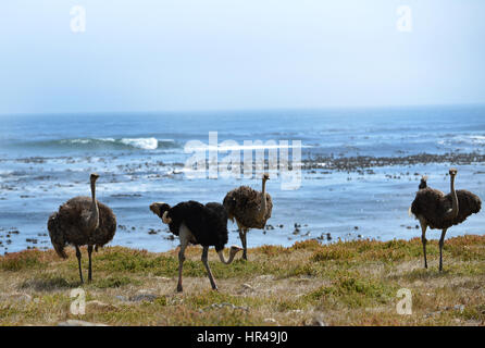 Afrikanische Strauße (Struthio Camelus) auf Nahrungssuche am Strand in der Nähe von Kap der guten Hoffnung, Western Cape, Südafrika Stockfoto