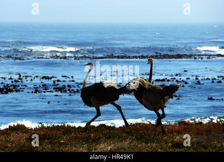 Afrikanische Strauße (Struthio Camelus) auf Nahrungssuche am Strand in der Nähe von Kap der guten Hoffnung, Western Cape, Südafrika Stockfoto