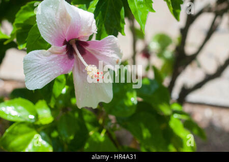 Blaue Sonnenliegen mit Blick auf das Karibische Meer, Ginup und exotischen Blumen. Entdecken die reiche Kultur, Farben, Menschen und entspannten Vibes von Montego Bay. Stockfoto