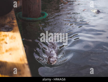 Otter durch hölzerne dock Stockfoto