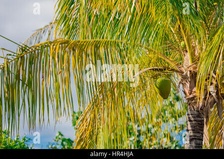Grünen Kokosnuss hängen in einem lebhaften Palme in St Bart's Stockfoto