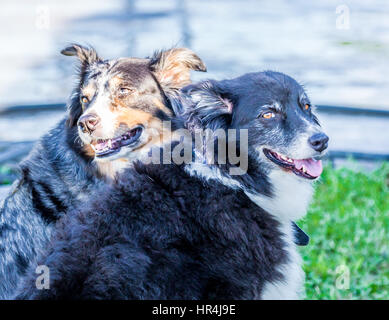 zwei Border-Collie Hunde sitzen nebeneinander Stockfoto