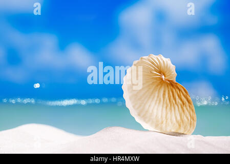 Papier-Meeresschnecke auf weißen Strandsand und blauer Hintergrund Seestück Stockfoto